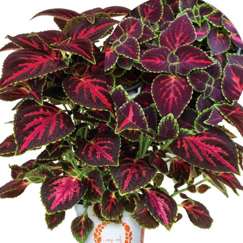 Coleus 'Main Street Orchard Road' - Kirinõges 'Main Street Orchard Road' 